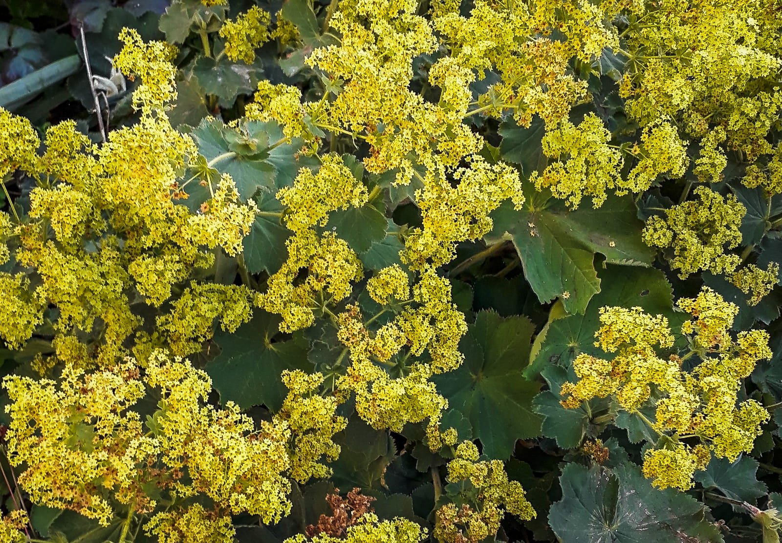 flori alchemilla